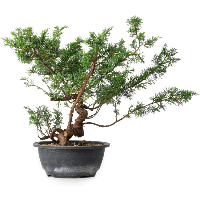Juniperus chinensis, 31,5 cm, ± 18 años