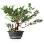 Juniperus chinensis, 31,5 cm, ± 18 ans