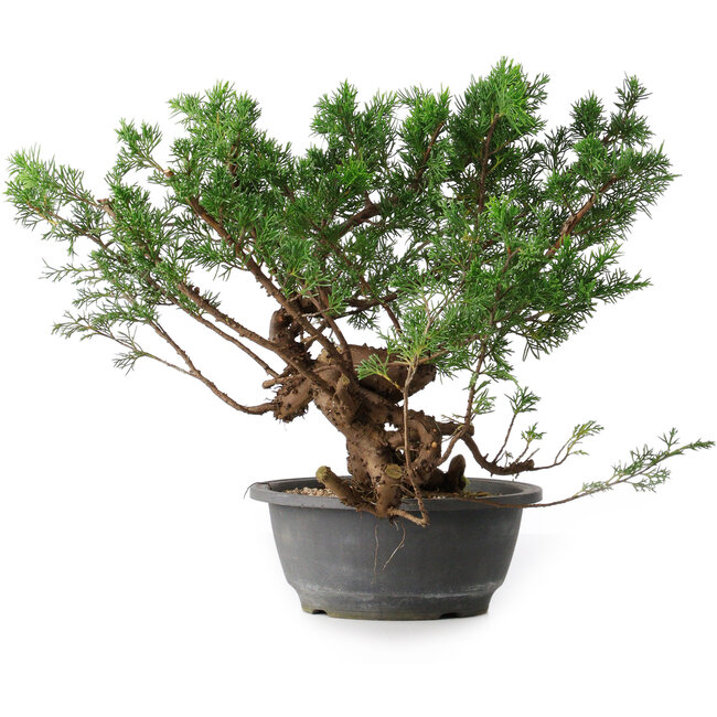 Juniperus chinensis, 29 cm, ± 18 Jahre alt