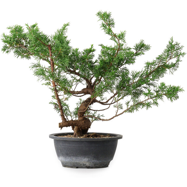 Juniperus chinensis, 31,5 cm, ± 18 anni
