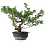 Juniperus chinensis, 31,5 cm, ± 18 anni