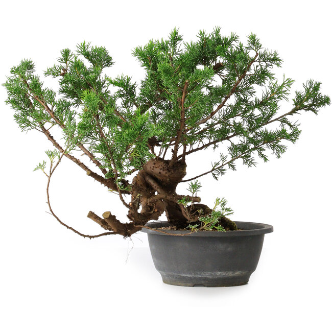 Juniperus chinensis, 29 cm, ± 18 Jahre alt