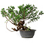 Juniperus chinensis, 29 cm, ± 18 ans