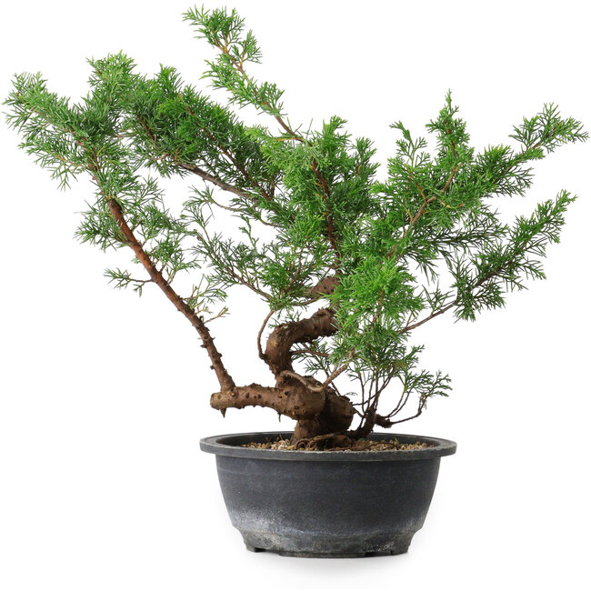 Juniperus chinensis, 31,5 cm, ± 18 years old