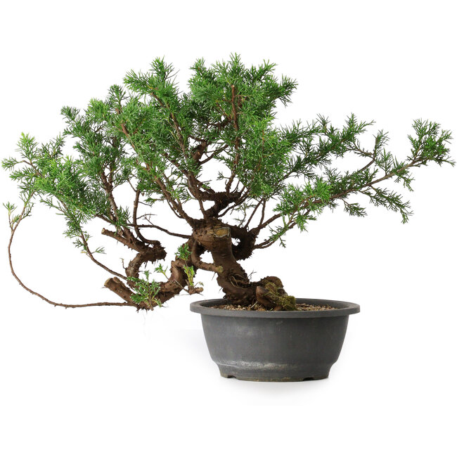 Juniperus chinensis, 29 cm, ± 18 Jahre alt