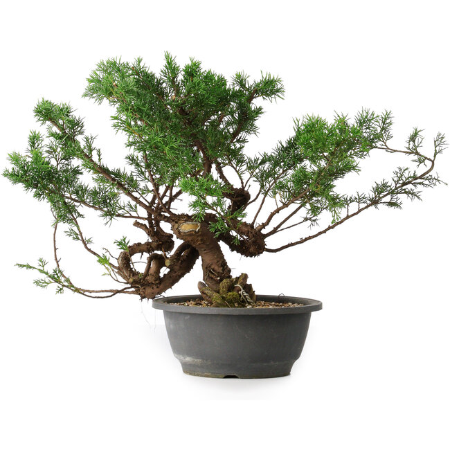 Juniperus chinensis, 29 cm, ± 18 años