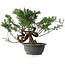 Juniperus chinensis, 29 cm, ± 18 years old