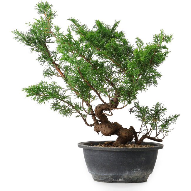 Juniperus chinensis, 31,5 cm, ± 18 years old