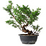Juniperus chinensis, 31,5 cm, ± 18 ans