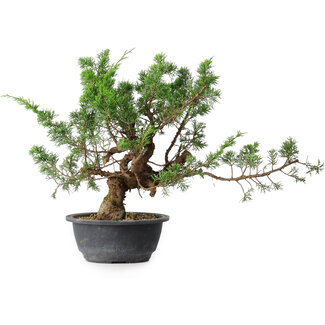 Juniperus chinensis, 32,5 cm, ± 18 ans