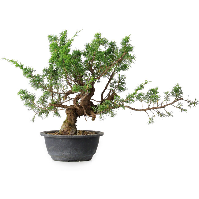 Juniperus chinensis, 32,5 cm, ± 18 anni