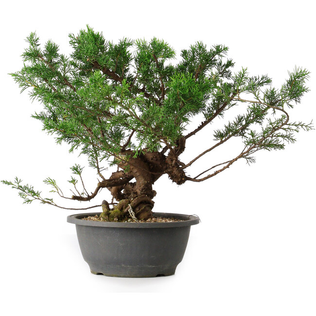 Juniperus chinensis, 29 cm, ± 18 jaar oud