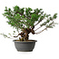 Juniperus chinensis, 29 cm, ± 18 ans