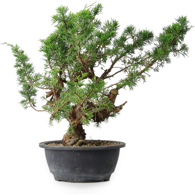 Juniperus chinensis, 32,5 cm, ± 18 ans