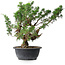 Juniperus chinensis, 32,5 cm, ± 18 ans