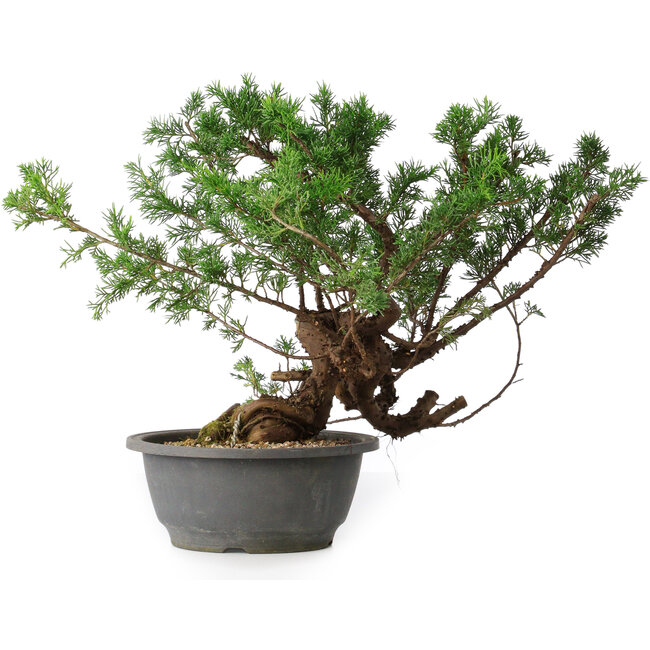 Juniperus chinensis, 29 cm, ± 18 anni