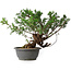 Juniperus chinensis, 29 cm, ± 18 years old