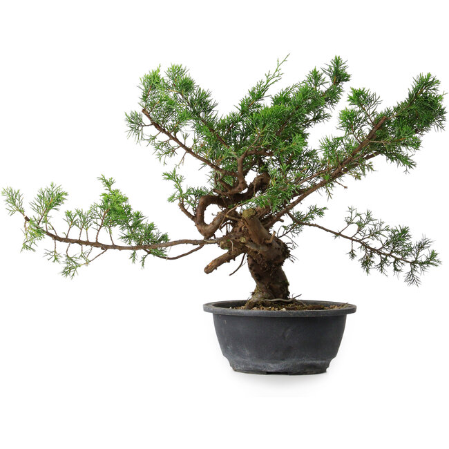 Juniperus chinensis, 32,5 cm, ± 18 Jahre alt