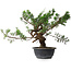 Juniperus chinensis, 32,5 cm, ± 18 years old