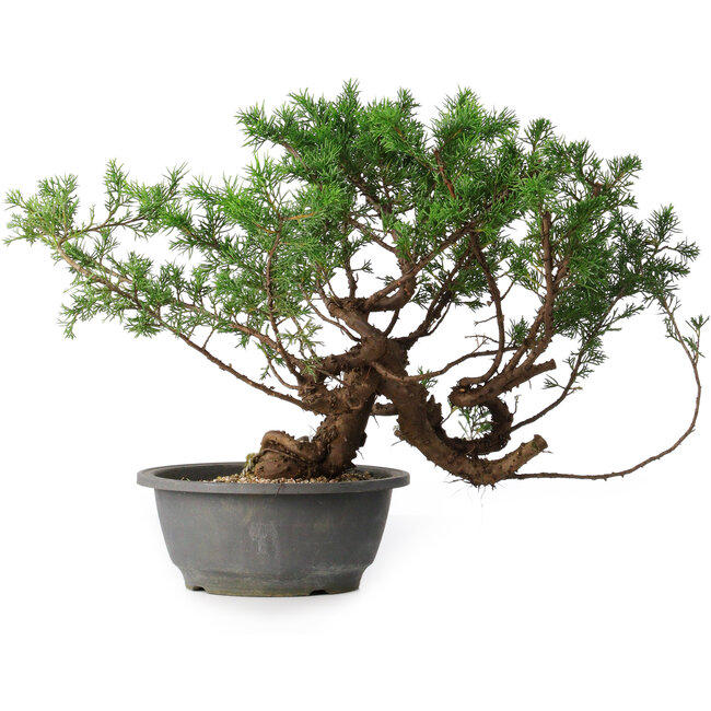 Juniperus chinensis, 29 cm, ± 18 años