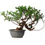 Juniperus chinensis, 29 cm, ± 18 ans