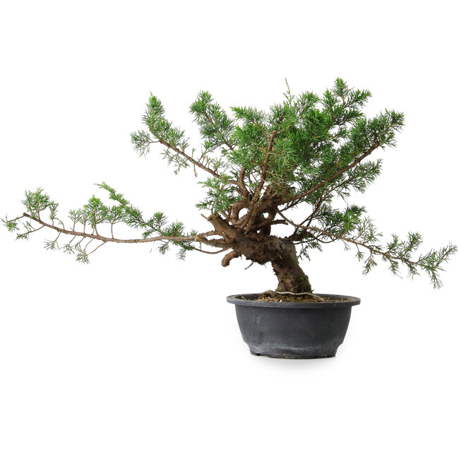 Juniperus chinensis, 32,5 cm, ± 18 anni