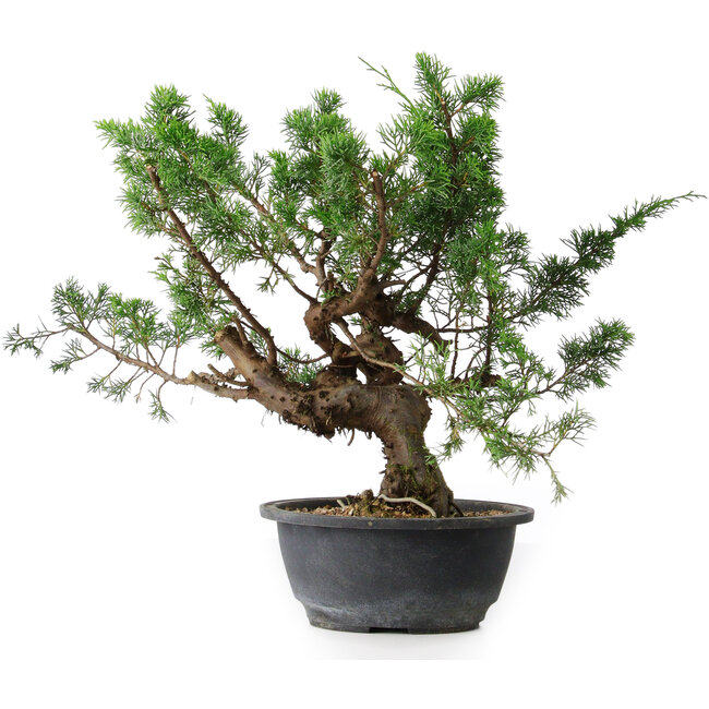Juniperus chinensis, 32,5 cm, ± 18 jaar oud