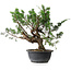Juniperus chinensis, 32,5 cm, ± 18 years old