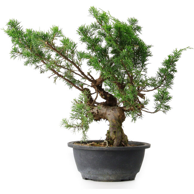 Juniperus chinensis, 32,5 cm, ± 18 años