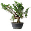 Juniperus chinensis, 32,5 cm, ± 18 anni