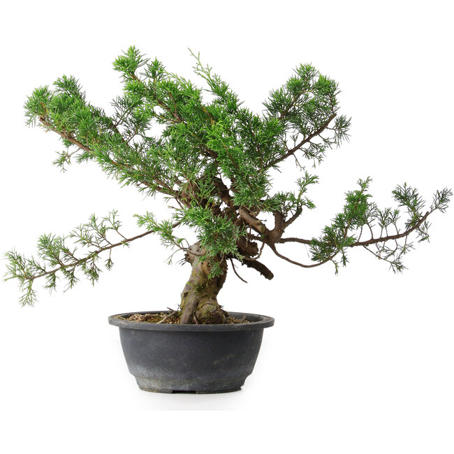 Juniperus chinensis, 32,5 cm, ± 18 anni