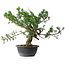 Juniperus chinensis, 32,5 cm, ± 18 Jahre alt