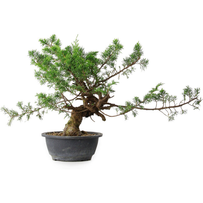 Juniperus chinensis, 32,5 cm, ± 18 ans