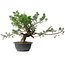 Juniperus chinensis, 32,5 cm, ± 18 years old