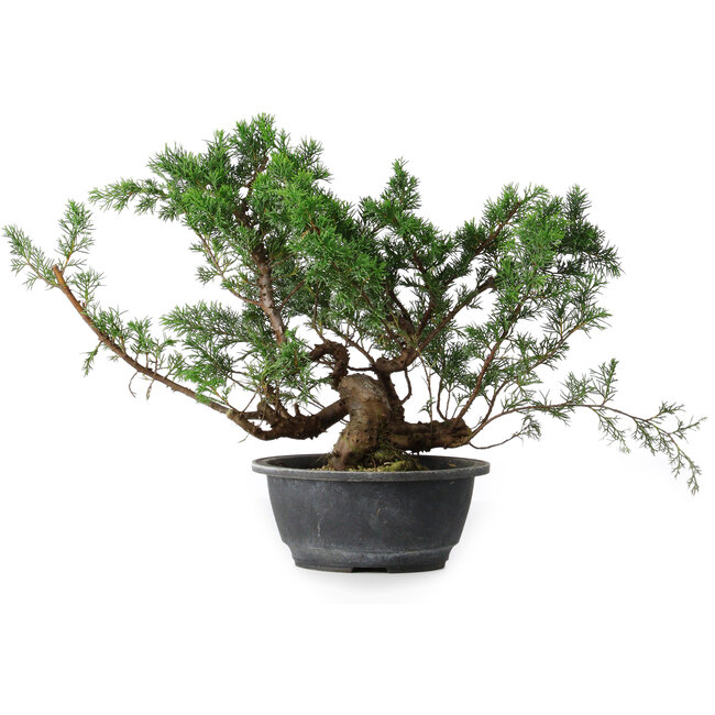 Juniperus chinensis, 29,5 cm, ± 18 ans