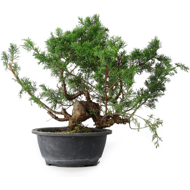 Juniperus chinensis, 29,5 cm, ± 18 anni