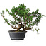 Juniperus chinensis, 29,5 cm, ± 18 ans