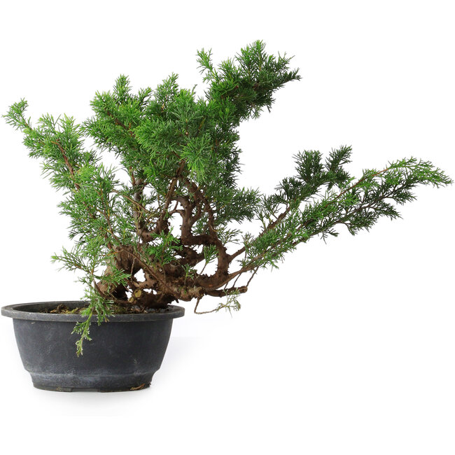 Juniperus chinensis, 29,5 cm, ± 18 años