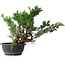 Juniperus chinensis, 29,5 cm, ± 18 ans