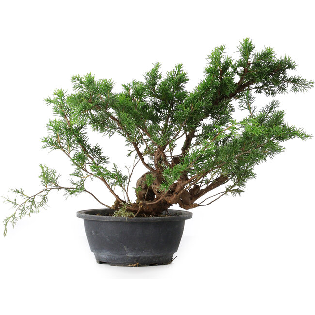 Juniperus chinensis, 29,5 cm, ± 18 years old