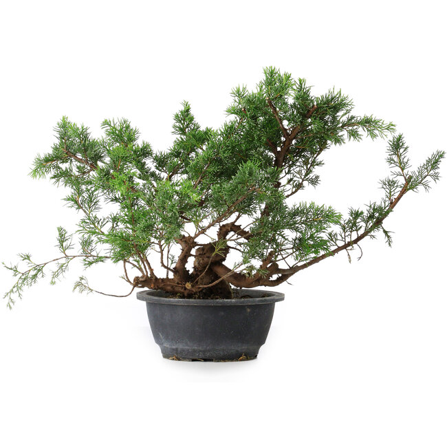 Juniperus chinensis, 29,5 cm, ± 18 jaar oud