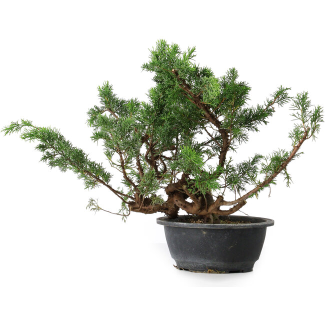 Juniperus chinensis, 29,5 cm, ± 18 anni