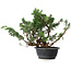 Juniperus chinensis, 29,5 cm, ± 18 ans