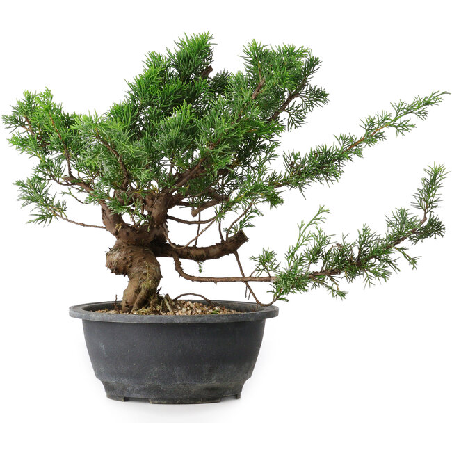 Juniperus chinensis, 26 cm, ± 18 ans
