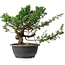 Juniperus chinensis, 26 cm, ± 18 Jahre alt