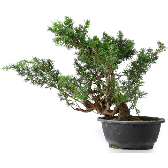Juniperus chinensis, 29,5 cm, ± 18 years old