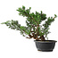 Juniperus chinensis, 29,5 cm, ± 18 ans