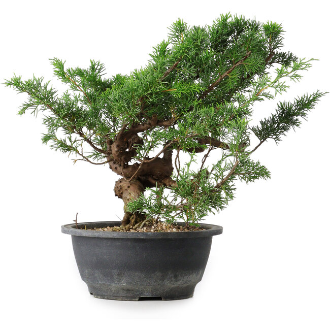 Juniperus chinensis, 26 cm, ± 18 ans