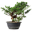 Juniperus chinensis, 26 cm, ± 18 anni