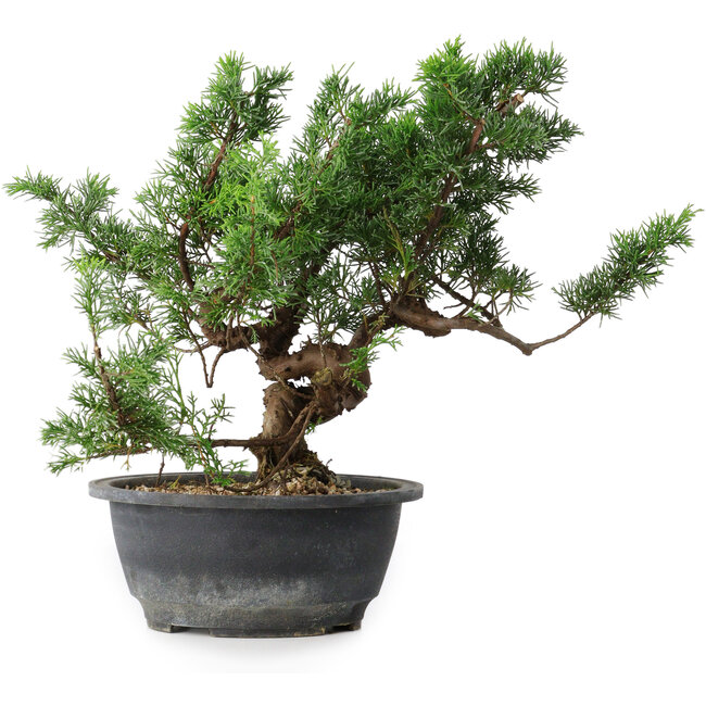 Juniperus chinensis, 26 cm, ± 18 ans